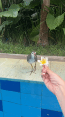 Bird accepts flower offering at Indonesian pool garden