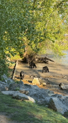 Three black bears spotted in Port Moody recreational area