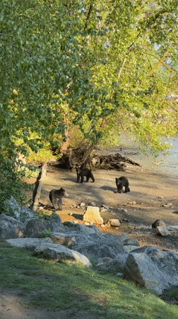 Three black bears spotted in Port Moody recreational area