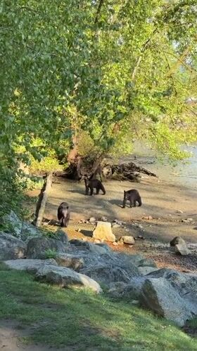 Three black bears spotted in Port Moody recreational area