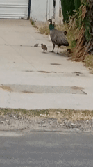 Peahen with chicks spotted walking in Los Angeles neighborhood