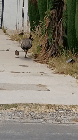 Peahen with chicks spotted walking in Los Angeles neighborhood