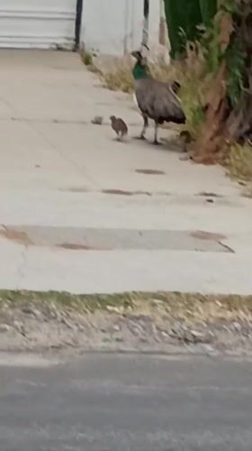 Peahen with chicks spotted walking in Los Angeles neighborhood
