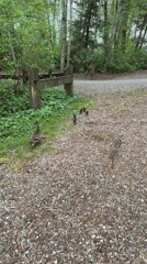 Mother duck watches ducklings on gravel path in Coquitlam