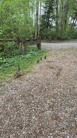 Mother duck watches ducklings on gravel path in Coquitlam
