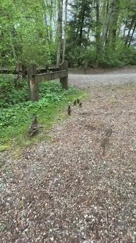 Mother duck watches ducklings on gravel path in Coquitlam