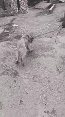 Early morning dog walking scenes captured in Nigerian communities