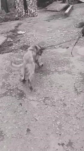 Early morning dog walking scenes captured in Nigerian communities