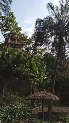 The video shows a lush, green, tropical scene with a multi-level wooden structure perched atop a hill. The structure has a balcony and appears to be a house or building of some kind. The foreground is filled with dense vegetation, including banana trees and various other plants. There is a thatched-roof umbrella with chairs underneath in the lower right, suggesting a seating area. Palm trees are visible on either side of the frame, adding to the tropical feel. The sky is visible above the trees, with some light clouds. There are no people visible in the video. The camera slowly pans upwards towards the wooden structure.