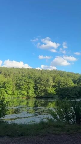 A vertical, daytime shot shows a serene lake bordered by a dense forest. The sky is a vibrant blue, dotted with a few fluffy white clouds. The lake's surface reflects the surrounding trees and sky, with patches of green algae or aquatic plants floating on top. The foreground features a grassy bank with some darker ground cover. No people or animals are visible.