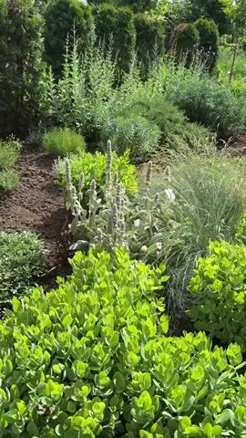 The video shows a lush garden filled with various plants. In the foreground, there are bright green leafy shrubs. Behind them, taller plants with fuzzy grey leaves and spikes of flowers are visible, alongside feathery ornamental grasses. The background features a mix of green bushes and tall, dark green evergreen trees, creating a dense, naturalistic landscape. The ground is covered in dark soil. The overall impression is one of a well-maintained and abundant garden on a bright, possibly sunny day, with hints of blue sky and white clouds peeking through the foliage.