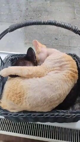 A close-up shot shows two cats nestled together in a black woven basket. The cat in the foreground, light orange with curly fur, is curled around a darker-colored cat, whose head is tucked against the orange cat's neck. The basket has a black, braided handle and is placed on a white surface with horizontal ridges, likely a radiator cover, in front of a window. Through the window, a blurry view of an outdoor paved area is visible. The lighting is dim, suggesting an overcast day. The cats appear to be sleeping or resting peacefully.