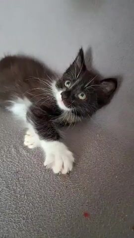 A black and white kitten is lying on its back on a grey textured surface. It is facing the camera with its mouth slightly open. Its front paws are extended, and its hind legs are bent. The kitten's eyes are open and looking upwards. There are small red flecks on the surface near the kitten's paws.