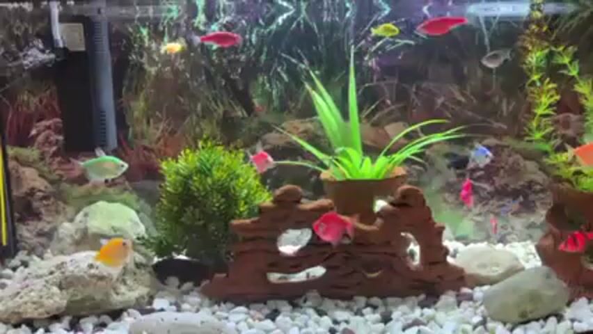 The video shows a well-lit aquarium with various brightly colored fish swimming around. The aquarium is decorated with white gravel on the bottom, several artificial plants of different types, and two artificial logs with holes. A filter is visible on the left side of the tank. The fish are different colors, including red, pink, orange, green, yellow, and blue. Some fish are swimming in the middle of the tank, while others are near the decorations. The tank is clean and well-maintained.
