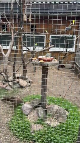 The video shows an outdoor aviary enclosure with a wire mesh fence in the foreground. Inside the enclosure, there is a wooden structure in the background with windows. Several small birds, likely parakeets, are visible perched on branches and on a feeder tray that contains food. Some birds are light blue and yellow, while others are green. A brown bird is foraging on the grassy ground in the lower left portion of the frame. The ground is covered with grass and scattered rocks. The aviary appears to be a protected habitat for the birds.