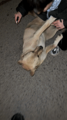Two people tend to injured dog in Karlovo, Bulgaria
