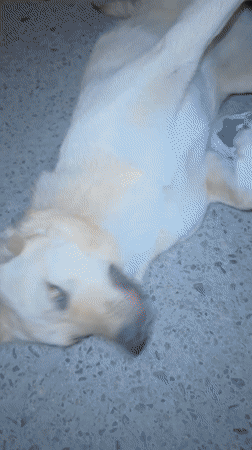 Two people tend to injured dog in Karlovo, Bulgaria