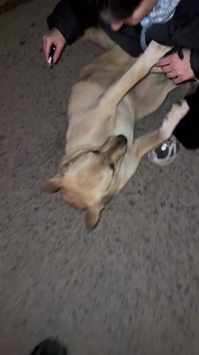 Two people tend to injured dog in Karlovo, Bulgaria