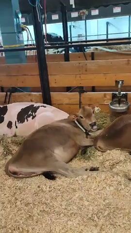 The video shows three calves lying down in a stall filled with wood shavings. One calf, mostly white with black patches, is lying on its side to the left. In the center, a brown calf is lying down with its head resting on the ground. To the right, another brown calf is visible, also lying down. The stall has wooden walls and a metal water trough is mounted on the back wall. The calves appear to be resting or sleeping.