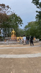 Cats gather at seaside shrine plaza in Rawai Thailand