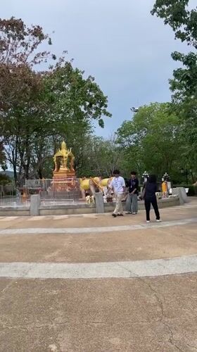 Cats gather at seaside shrine plaza in Rawai Thailand