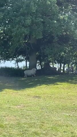 The video depicts a grassy field with trees, behind which water is visible. A group of sheep, including lambs, is present in the shade of the trees. A few sheep are standing in the sun. The video zooms in to focus on the sheep. One sheep bleats.