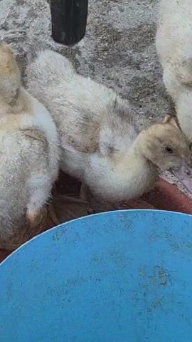 The video shows two fluffy ducklings, one facing the camera with its beak slightly open, and another facing away. They are on a concrete surface, near a shallow reddish-brown dish containing some scattered food particles. A large blue bowl or container is also partially visible in the foreground. The background is somewhat blurred, but it appears to be an outdoor setting with what might be a potted plant or a dark object standing upright. The lighting suggests it could be daytime, with no strong indications of specific weather conditions. The ducklings appear alert and are likely in a place where they are being cared for, perhaps a farmyard or backyard. There is no visible text in the video.
