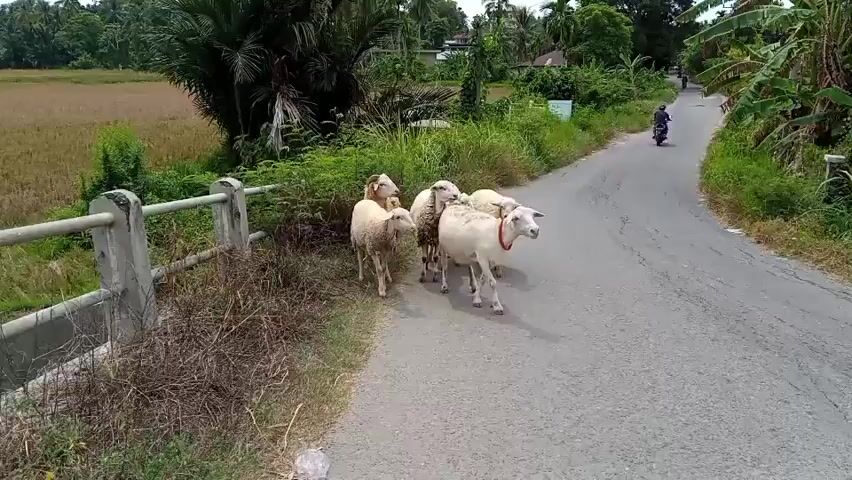 A flock of five sheep is standing on the side of a paved road, near a concrete railing. The sheep are white, and one has a red collar. They appear to be grazing or interacting with each other. To the right of the road, a motorcycle is visible in the distance, with a rider on it. The surrounding environment is lush and green, with trees, vegetation, and a field of what appears to be dry grass or crops. The sky is bright, suggesting it is daytime.