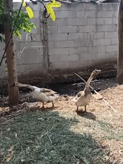 Rural life in Tugumukti: terraced hills, tropical trees, and grazing geese