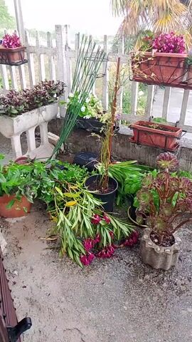 This media file shows an outdoor scene at ground level, likely a patio or garden area. The scene is populated with various potted plants, some of which are in hanging baskets mounted on a white picket fence. In the foreground, there are several plants on the ground, including a large plant with drooping dark pink flowers. There's also a decorative concrete planter with a reddish-green succulent-like plant. In the background, a white fence runs horizontally, with a house visible behind it. A white folding drying rack is positioned on the right side of the frame.

The overall impression is of a garden or outdoor living space. The lighting suggests it is daytime, possibly overcast or late afternoon, as there are no strong shadows. The presence of the drying rack might imply domestic activity. The plants appear to be in various stages of growth and blooming. There is no visible text in the media file. The location context of Rivodutri, Italy, suggests a European setting. The mood is generally peaceful and domestic.