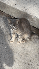 Two cats spotted near building foundation in Oryol, Russia