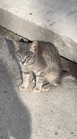 Two cats spotted near building foundation in Oryol, Russia