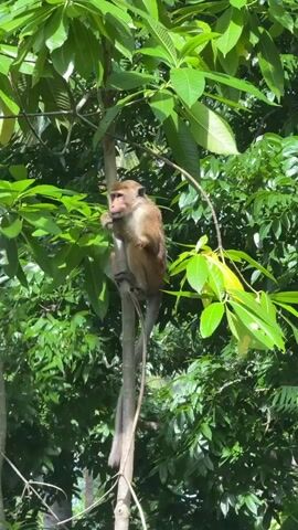 A monkey is perched on a thin tree branch. It is facing forward and appears to be eating or grooming itself. Lush green foliage surrounds the monkey and the tree. The lighting suggests it is daytime.