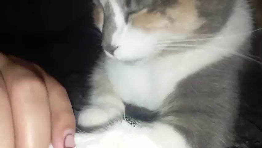 A person is petting a sleeping cat. The cat is gray, white, and tan, with long whiskers and closed eyes. The person has long, light pink nails with a dark purple design. The background is dark and out of focus. Audio is present, featuring the sound of someone speaking.
