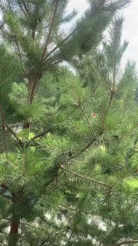 The video shows a close-up of a pine tree. The branches and needles are in focus, with the sky and sun visible through the foliage. The sun is bright and partially obscured by clouds. There are some indistinct objects in the background, possibly houses or other trees. The lighting suggests it is daytime.