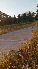 Morning farm activity along cornfield roads in rural Java