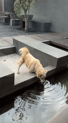 Dog drinks from water feature in Ubud District