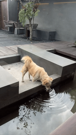 Dog drinks from water feature in Ubud District