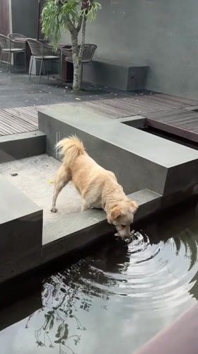 Dog drinks from water feature in Ubud District