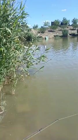 A view of a pond with reeds growing along the left bank. In the middle distance on the water, several white ducks are visible. The far bank of the pond is lined with trees and a clear blue sky with a few white clouds above. A fishing rod is visible in the foreground.