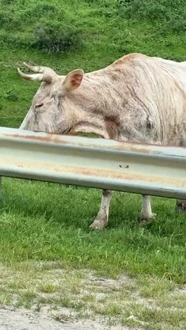 A cow with white and gray striped fur stands on a grassy hill behind a metal guardrail. The cow lowers its head and rests it on the guardrail. The background is a green, grassy hill. The cow's horns are curved and pointed. The cow's eyes are closed.