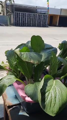 The video shows a close-up view of a small hydroponic garden with various leafy green vegetables and a red hibiscus flower. In the background, a white car drives by on a paved road. Behind the road, there are buildings and a few colorful flags. The scene appears to be outdoors on a sunny day.