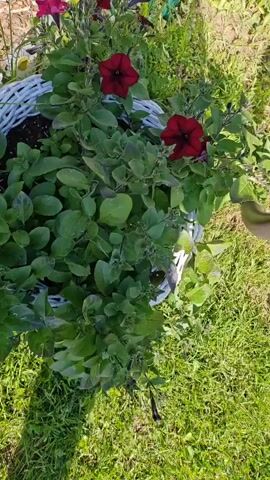 The camera pans slightly, providing a view of a white, woven basket filled with green foliage and several deep red petunia flowers. The basket sits on a patch of green grass with some brown leaf litter visible. There are a few fake daisy flowers interspersed around the edges of the basket. The scene appears to be outdoors on a sunny day.