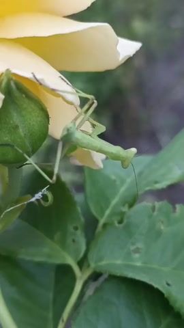 A green praying mantis perches on a yellow rose petal, its body angled towards the left. Below the petal, a small green rosebud is visible. The mantis's long, thin legs are extended, and its triangular head is facing forward, with antennae reaching out. The background is blurred and consists of green leaves and a darker, indistinct area.