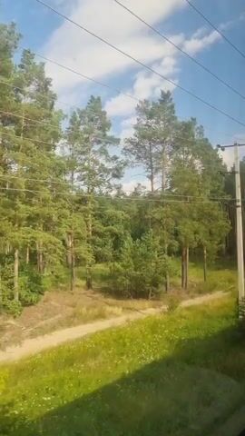 The video shows a view from a moving train looking out the window at a landscape of trees and power lines. The train appears to be traveling through a wooded area with tall pine trees and some deciduous trees. The sky is blue with some scattered clouds. There are power lines visible across the top of the frame, with poles supporting them. The vegetation is lush and green, suggesting a warm season. The ground is covered with grass and some dirt paths. There are no people or animals visible in the video.