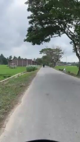 The video shows a motorcycle moving on a paved road lined with green rice fields. The sky is overcast. Trees line the road, and a building is visible in the distance. Another motorcycle is seen ahead on the road. The camera seems to be mounted on the first motorcycle.