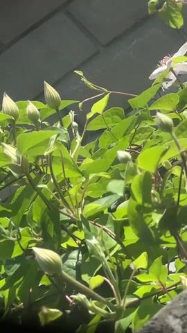 A close-up, low-angle shot of a clematis plant with several buds and one partially opened white flower. The plant has vibrant green leaves and is climbing against a brick wall. Sunlight filters through the leaves, creating shadows and highlighting the plant's textures. The camera is still and focused on the plant.