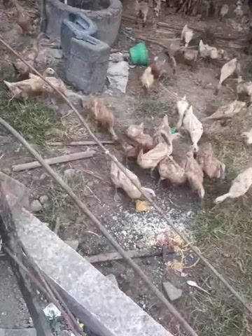 The video shows a flock of chickens and ducks gathered in a dirt yard, pecking at scattered grain. There are also some large metal pipes and a well in the background. The overall environment appears to be a rural or farm setting.
