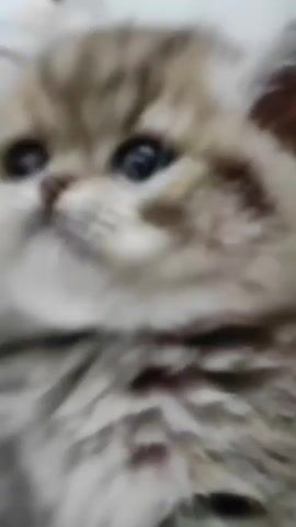 This is a close-up video of a fluffy kitten with wide, dark eyes. The kitten has light brown and gray tabby markings. The background is out of focus, but appears to be a light-colored, indoor setting. The kitten's face is the primary focus, and its expression is attentive. There is no visible text in the video. The activity taking place is simply the kitten existing and looking at the camera, with subtle head movements. Given the indoor setting and focus on the kitten, it's difficult to determine the time of day or weather. No specific location cues beyond it being indoors are present. The kitten's large eyes suggest youth and possibly a bit of curiosity or wonder.