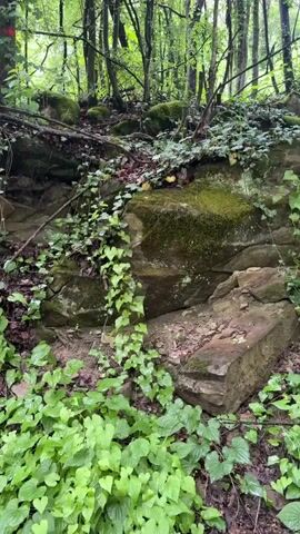 The video shows a forest scene. Large rocks covered in moss and climbing ivy form a small wall or embankment. Green ground cover plants fill the foreground. The background consists of thin trees with green leaves reaching up towards a light-colored sky, presumably on an overcast day. A red marker is visible on the left side of one of the trees. The scene appears to be still.